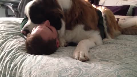 Huge Saint Bernard dog being needy