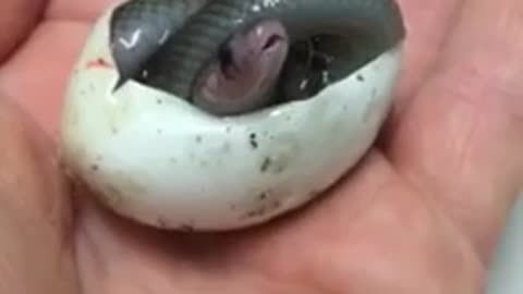 Baby King Brown snake takes its first breath