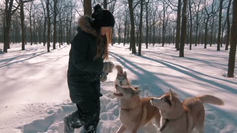 Young woman having fun with siberian husky dogs in snow forest