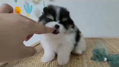 The little pampered dog licks the fingers of the owner of the house