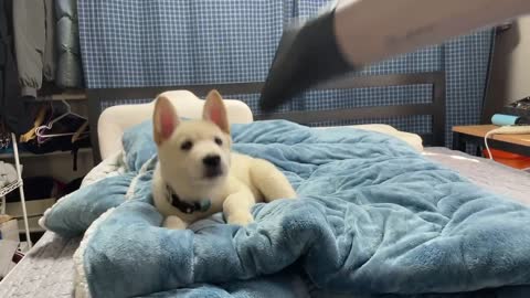 It's jindo puppy’s first time feeling the wind.