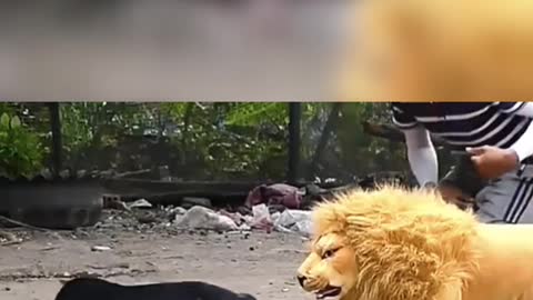 Dog vs Lion Frank video