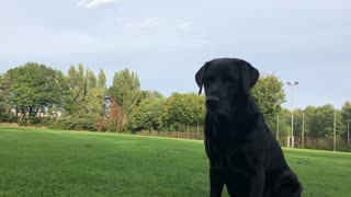 Labrador fetching a baseball