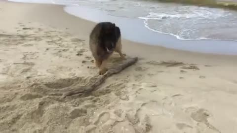 German Shepherd dog found a treasure by the sea side