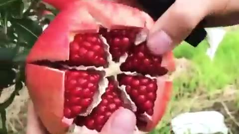 Top 10 incredible fruit cutting feats