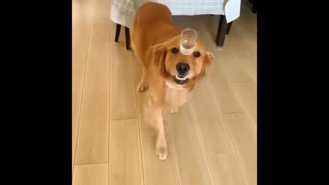 Funny dog