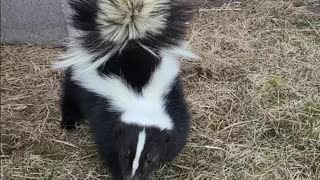 Skunk stomping and spray almost