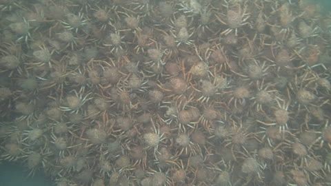 Countless Spider Crabs Cover Ocean Floor