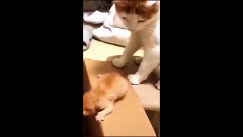 Funny Cat Videos | Cute animals | Funny animals