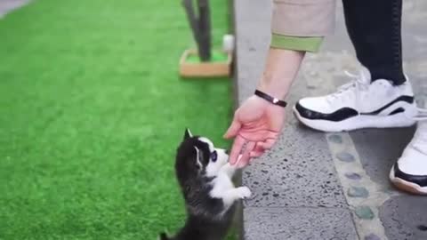 Micro Husky puppy "Real"'(video used by scammers to sell lookalike toys!