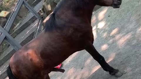 Lusty horse
