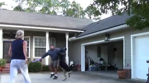 Guard Dog Training Step by Step full video