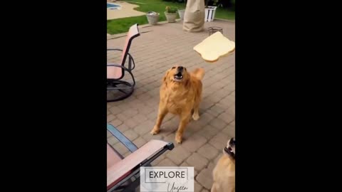 Funniest😂 Cat 😺and dog🐕 video.....