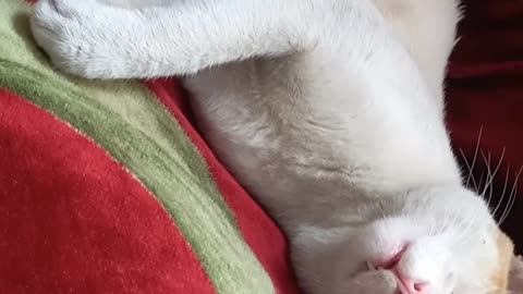 Cute cat seeping time