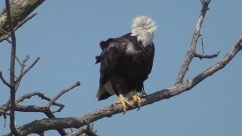 348 Toussaint Wildlife - Oak Harbor Ohio - Eagle Holds On In The Storm