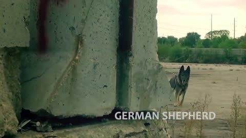 Extreme trained & Desciplined German Shepherd Dogs