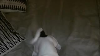 Collab copyright protection - white dog falls off bed