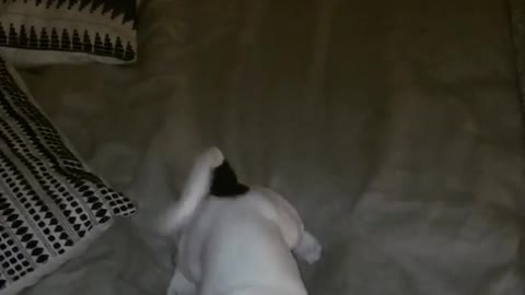 Collab copyright protection - white dog falls off bed