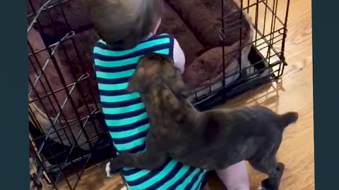 Cute Baby Playing With Dog Compilation