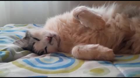 Sleeping cat