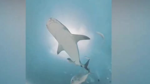 Shark swallows man's Camera