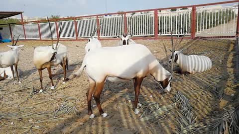 Amazing goat long horns