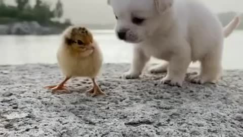 Puppy play with hens childreen