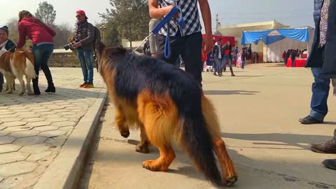 German shepherd | 1st National Dog Show | 8th Grand Dog Show Winner GSD(Poland imported) video