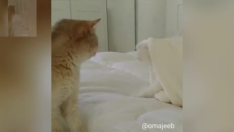 Two cats with a close relationship