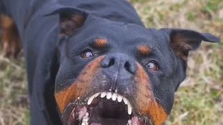 How Dangerous Is It to own A Rottweiler