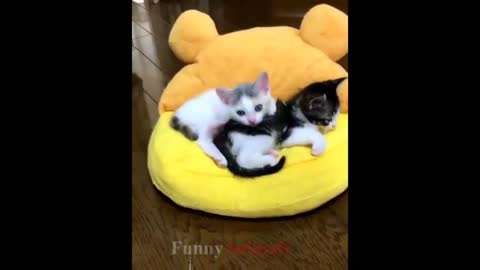 cute and funny kittens compiled
