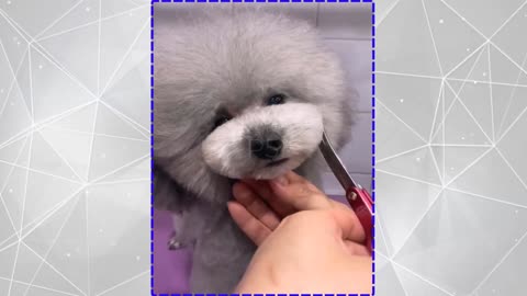 Cute Dog hair cutting