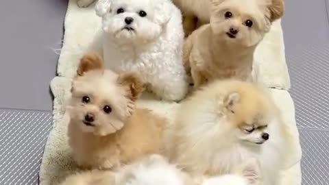 How many Poms you see?🤩😍🥰