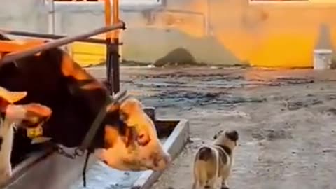 Funny Animal Videos 2022 Best Dogs And Cats Videos