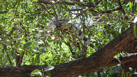 The Big Lizard Eats The Leaves