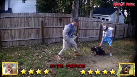 Pitbull VS Rottweiler