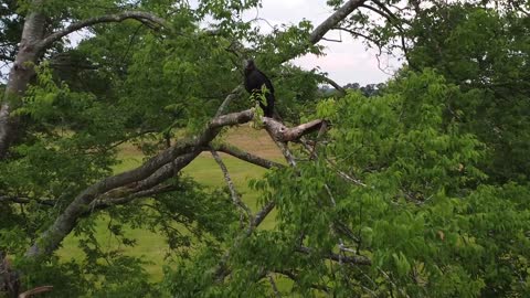 Buzzard Staredown