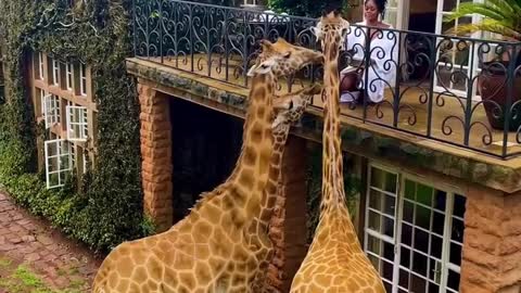 🦒This Is Giraffe Manor, An Exclusive Boutique Hotel In Nairobi, Kenya. | #Shorts #topchannel