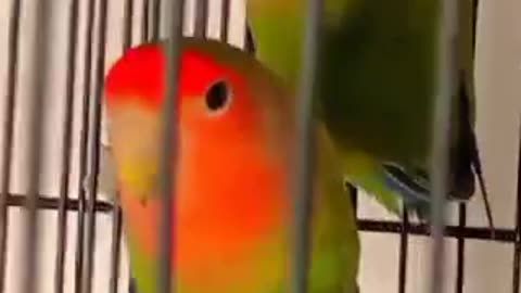 Love Bird Parrot