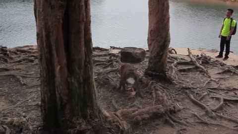 Monkey Thief Steals From Tourists