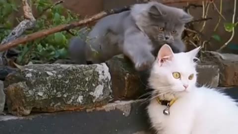 Cute cats videos