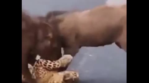 wild boar trying to devour cheetah in Africa