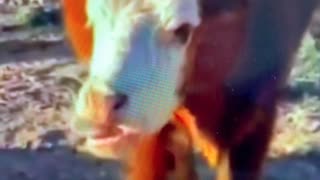 Covid the Cow: Wait, you don't have symptoms