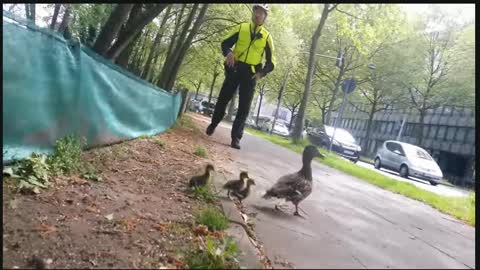 Mother duck and her cubs crossing a busy street.
