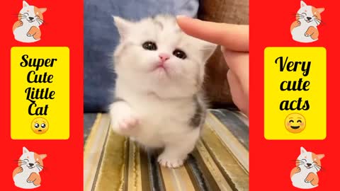 One of the Cutest Baby Cat 🥺🥰 | Watch her Lovely Act's