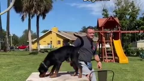 Dog training video 2022 most popular dog