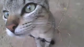 Cat sees the camera for the first time, the reaction is curiosity [Nature & Animals]