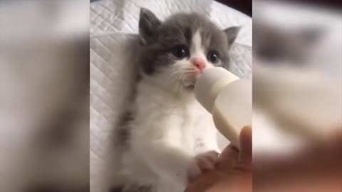 Baby cats video-funny and cute cat video 2022