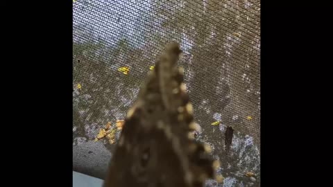 Butterfly Exhibit Presented by SkyRiver Butterflies at Orange County Fair