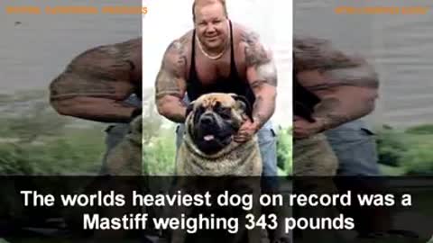 Largest dog breeds on earth🤪